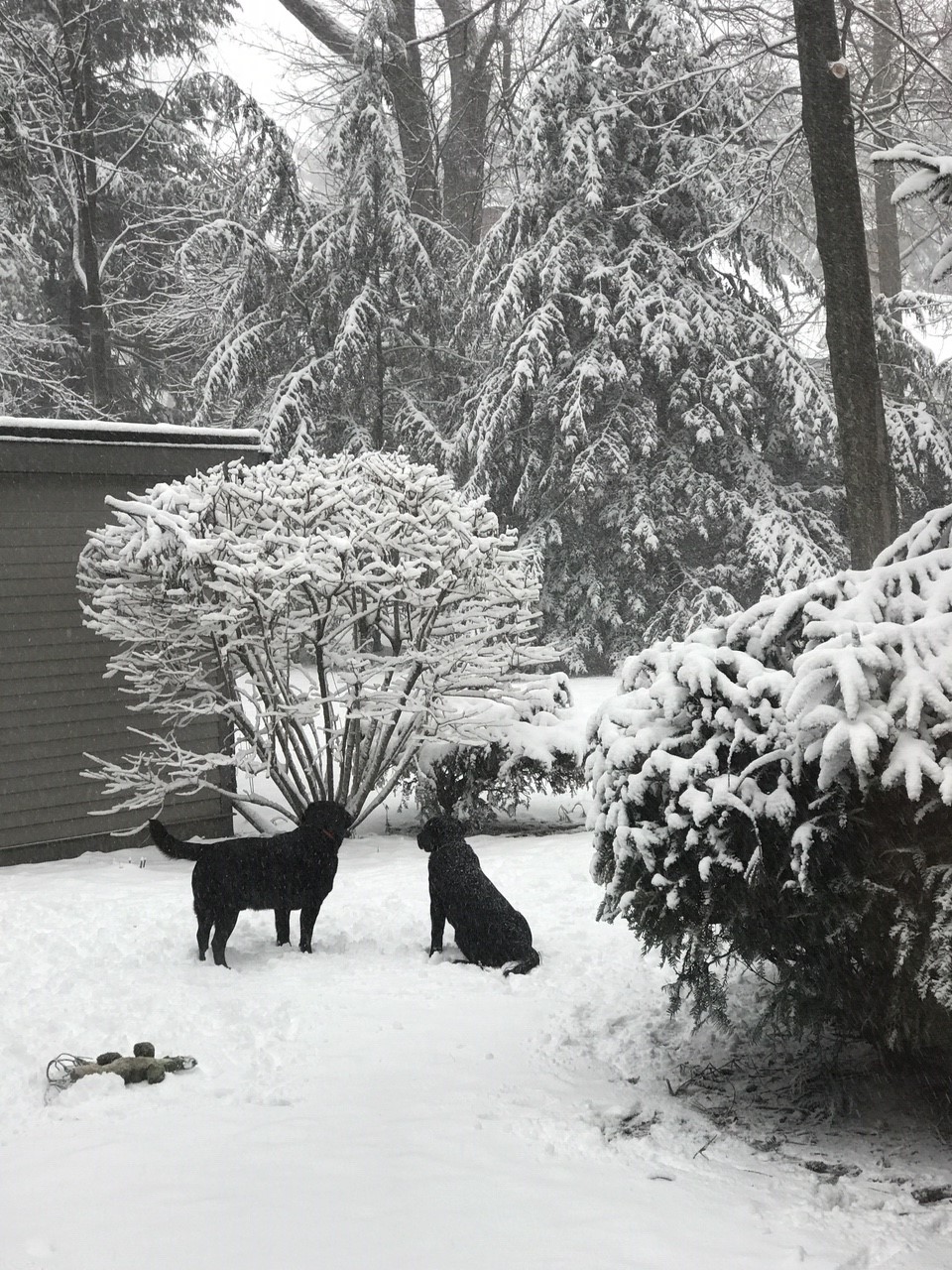 Two dogs in the snow